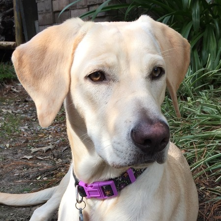 Entry image for Ginger. Clicking this image will show a larger photo