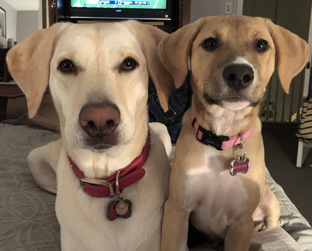 Entry image for Ginger & Pixie. Clicking this image will show a larger photo