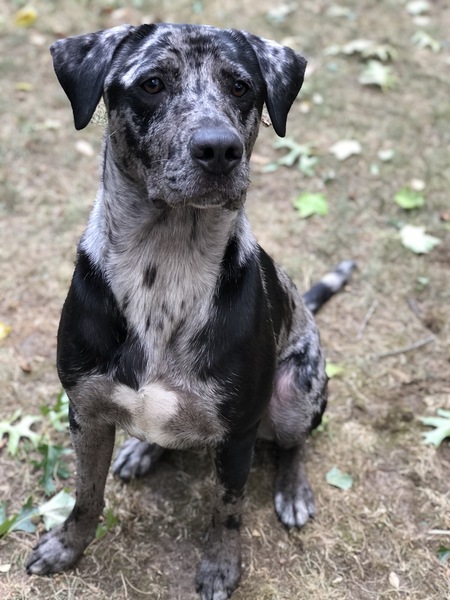 Entry image for Ash. Clicking this image will show a larger photo