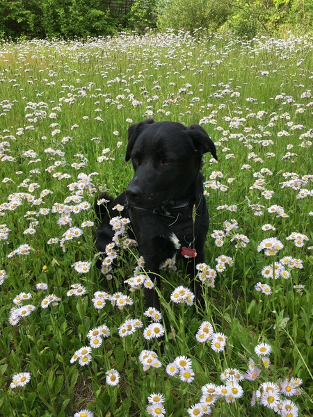 Entry image for Buster (in the Bachelor Buttons). Clicking this image will show a larger photo