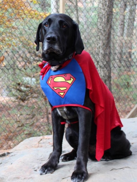 Entry image for Solly . Clicking this image will show a larger photo