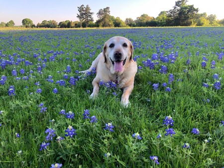 Entry image for Honey. Clicking this image will show a larger photo