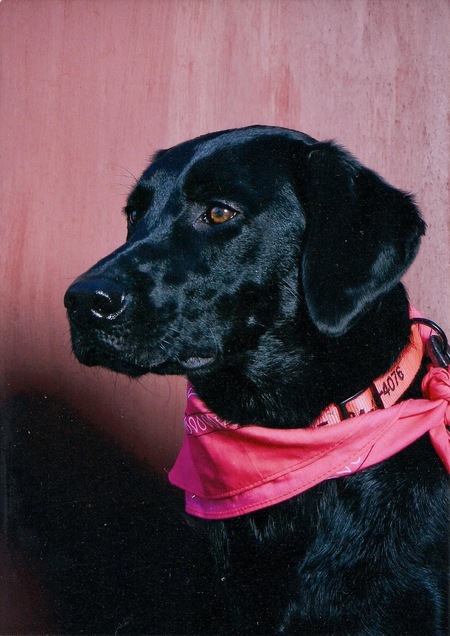 Entry image for Belle. Clicking this image will show a larger photo