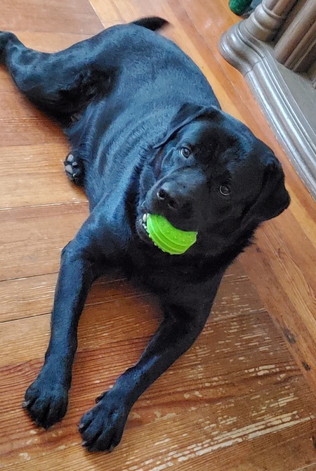 Entry image for Sammie. Clicking this image will show a larger photo