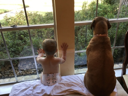 Entry image for Dixie. Clicking this image will show a larger photo