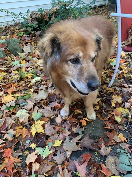 Entry image for Ronin. Clicking this image will show a larger photo