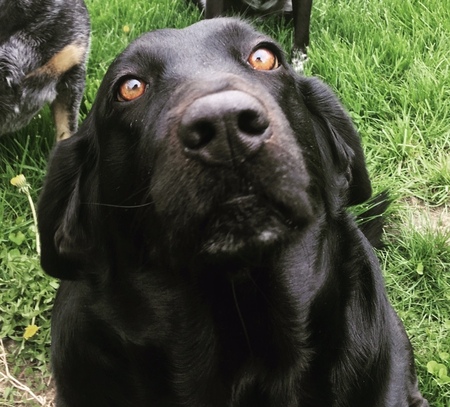 Entry image for Luna. Clicking this image will show a larger photo