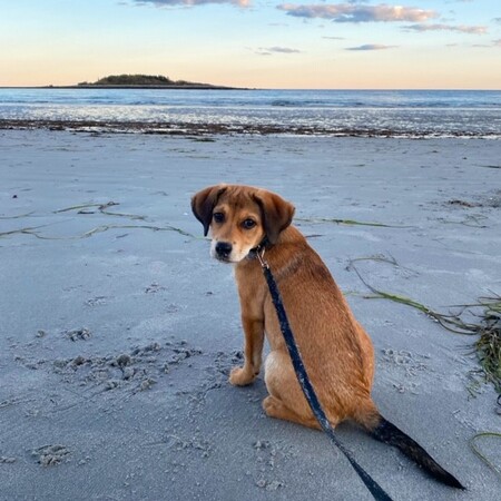 Entry image for Willow. Clicking this image will show a larger photo