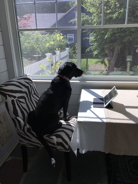 Entry image for Maggie. Clicking this image will show a larger photo