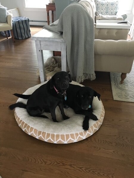 Entry image for Minnie and Maggie. Clicking this image will show a larger photo