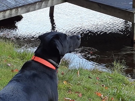 Entry image for Finn. Clicking this image will show a larger photo