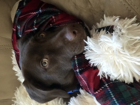 Entry image for Gemma . Clicking this image will show a larger photo