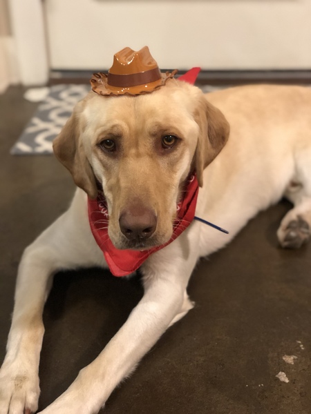 Entry image for Hank. Clicking this image will show a larger photo