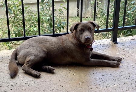 Entry image for Coco. Clicking this image will show a larger photo