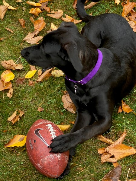 Entry image for TOBY . Clicking this image will show a larger photo