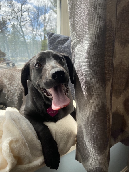 Entry image for Winnie. Clicking this image will show a larger photo