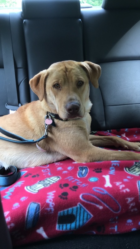 Entry image for Skye. Clicking this image will show a larger photo