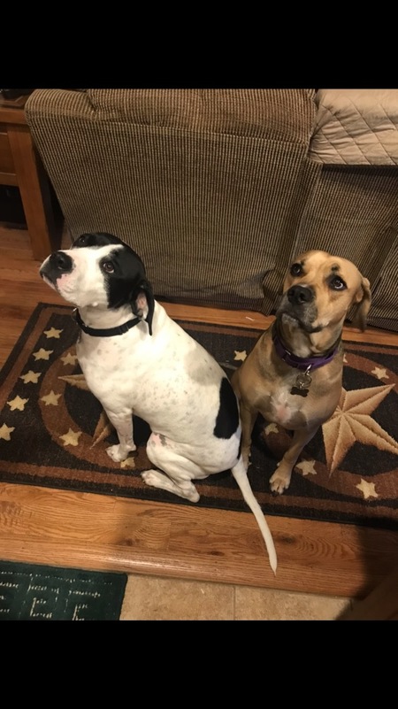 Entry image for Gemma & Willow. Clicking this image will show a larger photo