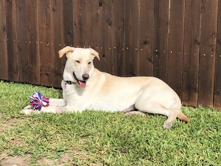 Entry image for Willow. Clicking this image will show a larger photo