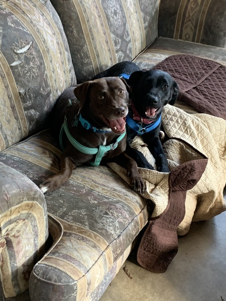 Entry image for Lola (chocolate lab); Moxie (black lab). Clicking this image will show a larger photo