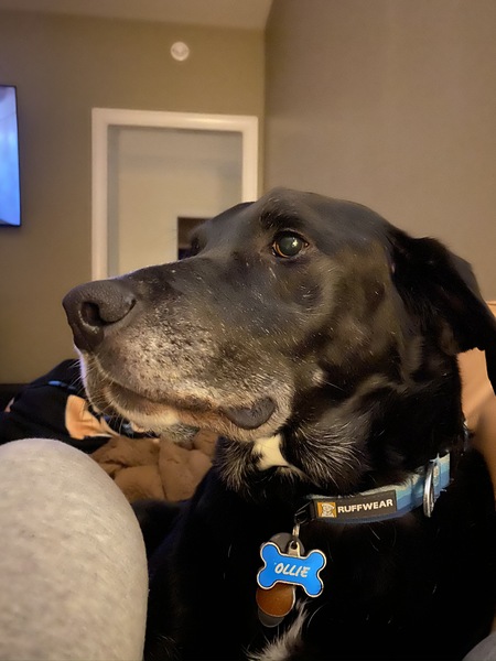 Entry image for Ollie. Clicking this image will show a larger photo