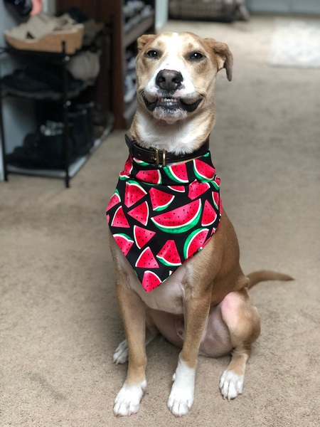 Entry image for Gibbs . Clicking this image will show a larger photo