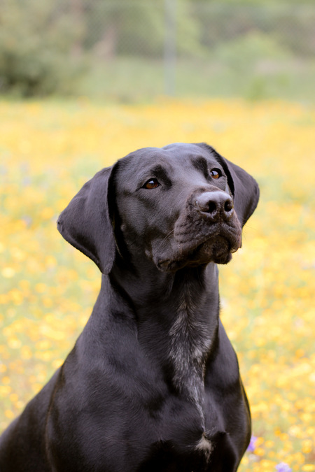 Entry image for Morgan. Clicking this image will show a larger photo