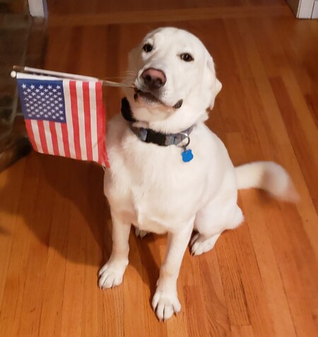 Entry image for Finnegan . Clicking this image will show a larger photo