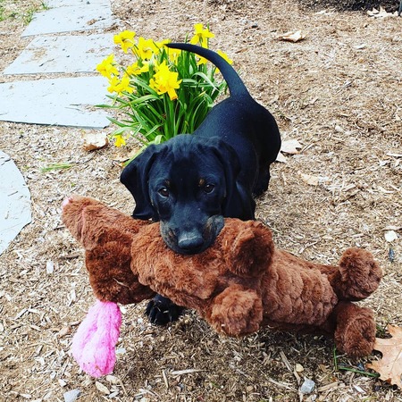 Entry image for Angus. Clicking this image will show a larger photo