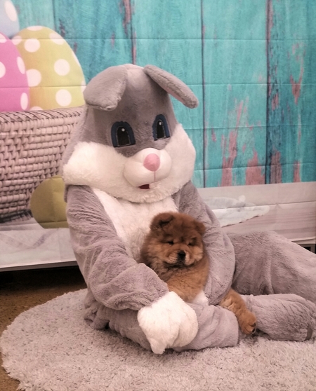 Easter bunny Rhett