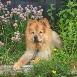 Max in Mom's Garden