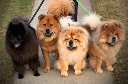 McKenna’s Chows Taz, Reese, Ty & Bentley 