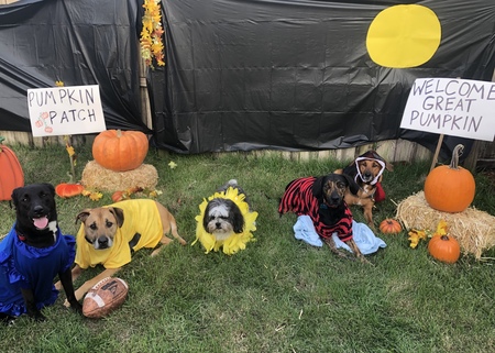 Birdie, Tuck, Sancho, Moose & Bentley