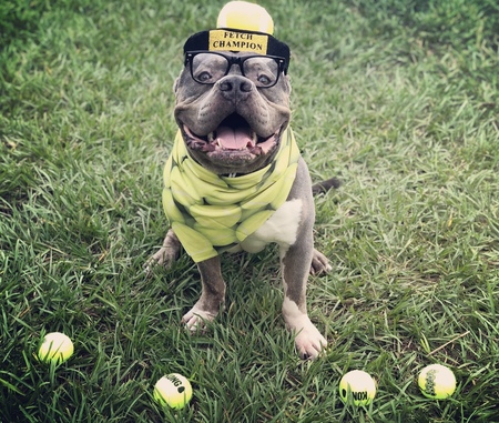 Toby the Fetch Champion 🎾 