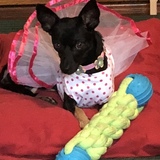 Entry image for Ballerina Jill