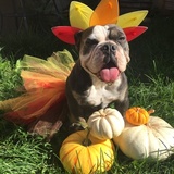 Entry image for Fall Fairy