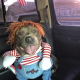 Entry image for Franky doll 