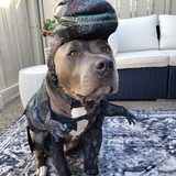 Entry image for Staffasaurus-rex