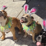 Entry image for Three best friends that anybody could have 