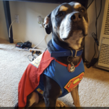 Entry image for SuperDog Jack