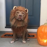 Entry image for Monroe the Cowardly Lion (pibble)