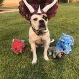 Entry image for TriFERNatops