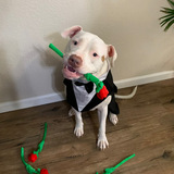 Entry image for Will you accept Otis’s rose? 