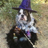 Entry image for Hocus Pocus