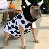 Entry image for Sophie - I feel udder-ly ridiculous!
