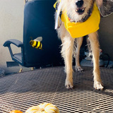 Entry image for Honeybee Night