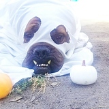 Entry image for Trick Or Teeth 