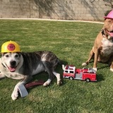 Entry image for Fire Pups!