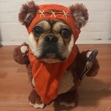 Entry image for Koda the Ewok