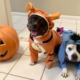 Entry image for Tigger and Eeyore